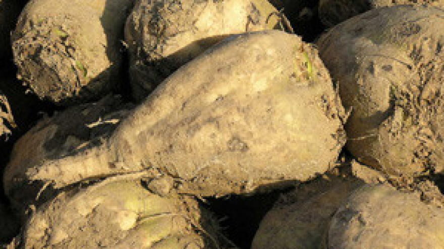 Osječka šećerana planira proizvesti 80 tisuća tona šećera