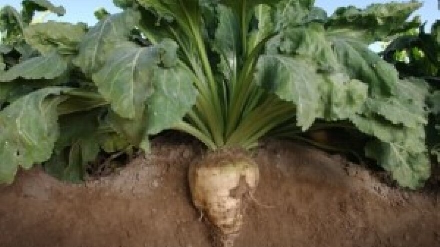 Sjetva šećerne repe najisplativija