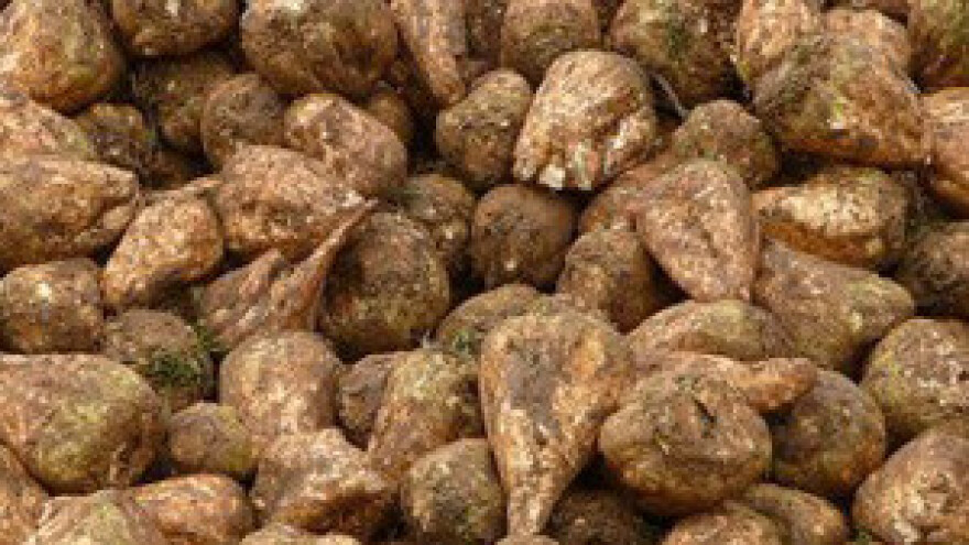 Od manje količine repe proizveli više šećera