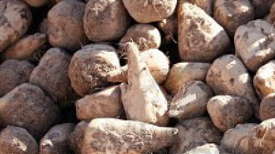 U izvoz više od 63 posto šećera