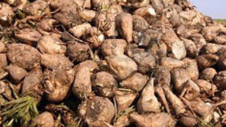 U osječkoj Šećerani proizvedeno više od 80.000 tona šećera