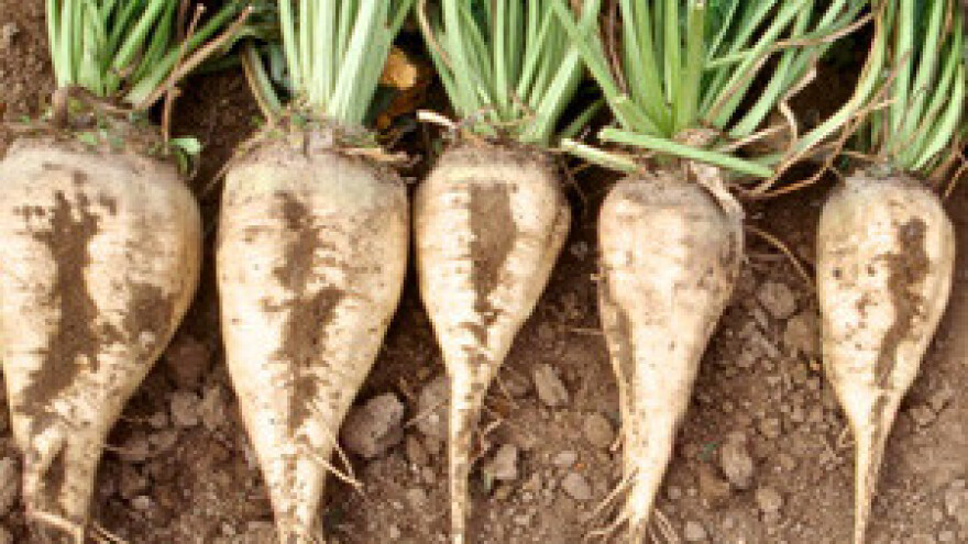 Na tržište EU-a već izvezena polovina proizvedenog šećera