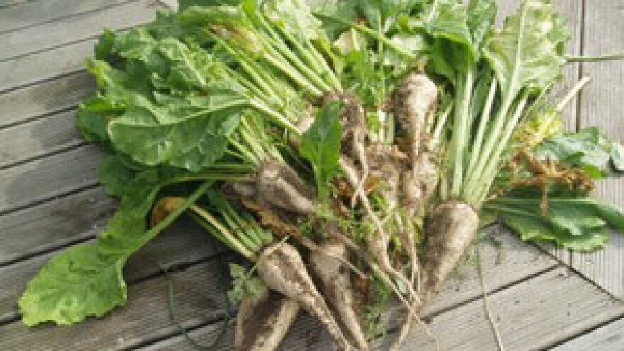 Rana zaštita šećerne repe