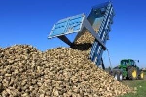 Nepovoljni klimatski uvjeti za šećernu repu