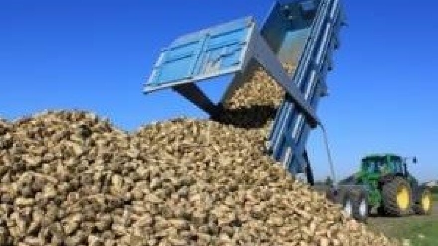 Nepovoljni klimatski uvjeti za šećernu repu