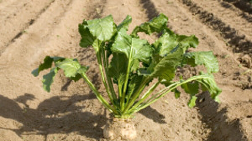 Smrznutu repu morat će zaorati i presijati