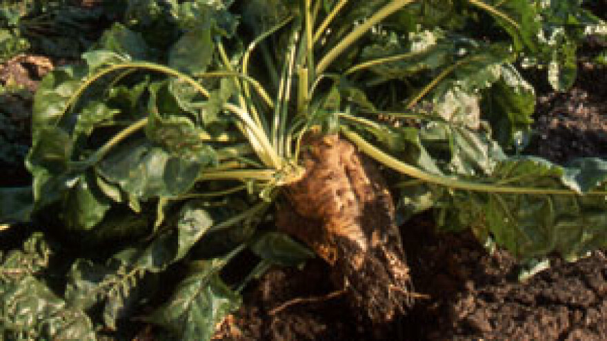 Kvaliteta šećera na razini EU konkurenata