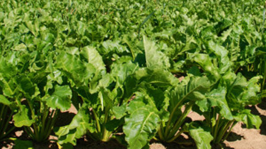 Šećera više nego ikad u povijesti