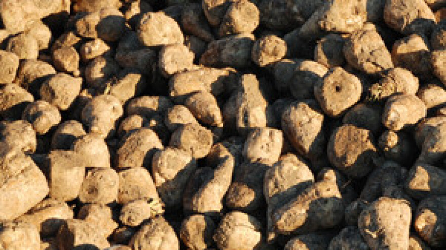 Viro tvornica šećera povećala dobit za 46,8 posto