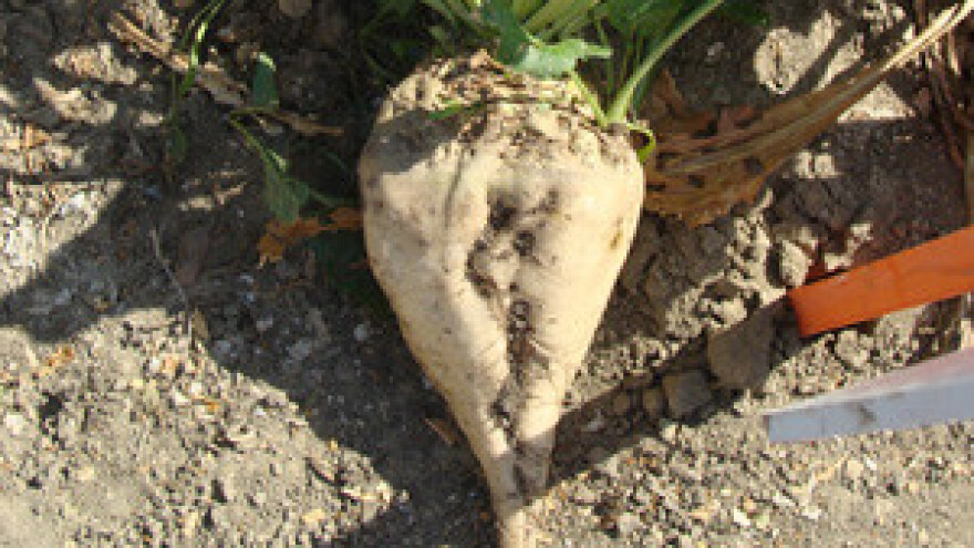 Zbog suše 30 tisuća tona šećera manje