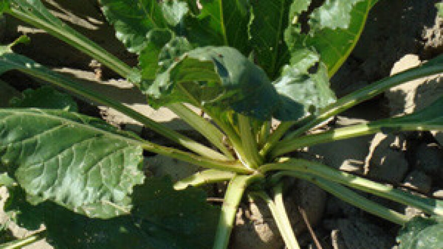 Hrvatske šećerane plaćat će carinu na vlastitu šećernu repu iz Vojvodine