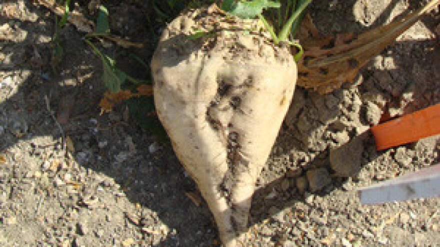 Već ugovorena šećerna repa u Vojvodini vjerojatno će biti izuzeta od carina