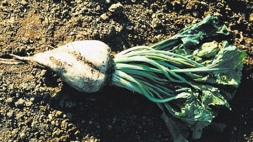 Traži se hektar više pod repom!