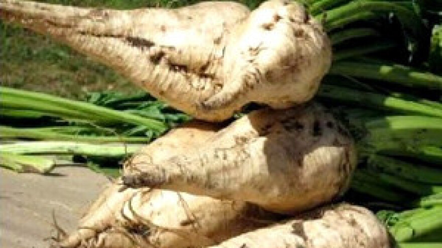 Šećerane još uvijek ne mogu do svoje repe u Vojvodini