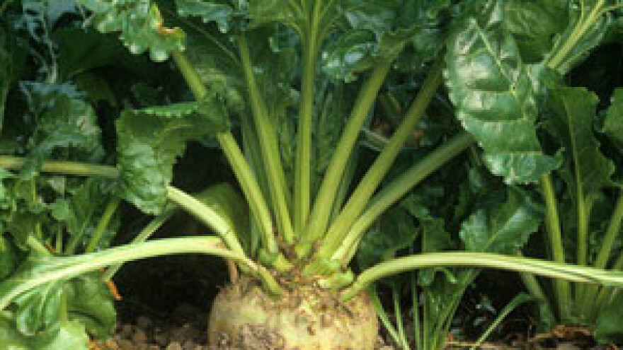 Srbi definitivno ne daju repu Hrvatskoj?