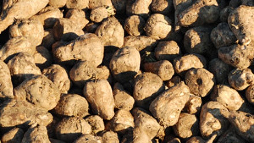 Hrvatske šećerane definitivno će ostati bez repe iz Vojvodine