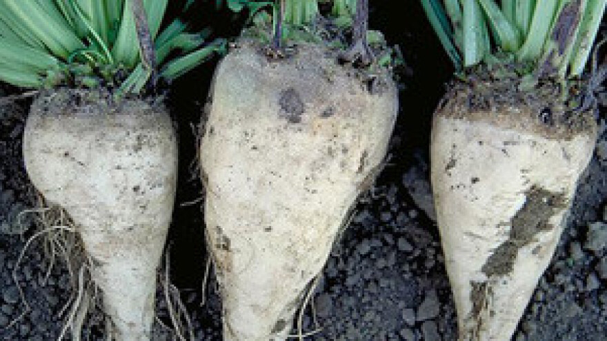 Ako ne ukine zabranu izvoza repe, Srbija neće biti partner Viroexpa