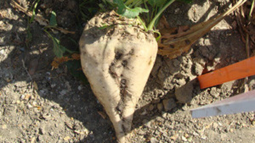 Viro se buni bez razloga, i Šećerana Osijek zakinuta novim šećernim kvotama