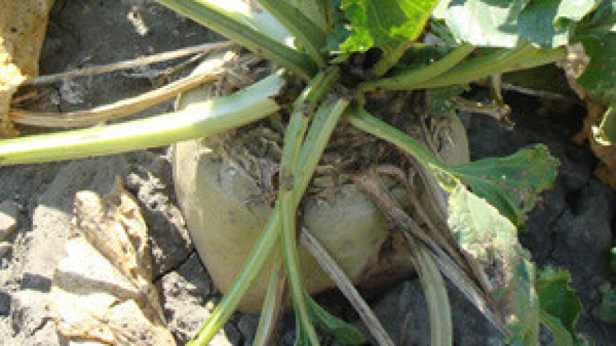 Rok za dostavu podataka o šećernoj repi ističe 31.12. 2012.