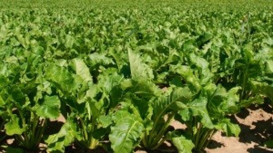 Hrvatske šećerane bez šećerne repe iz Srbije