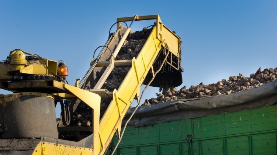 Kada sijati šećernu repu?