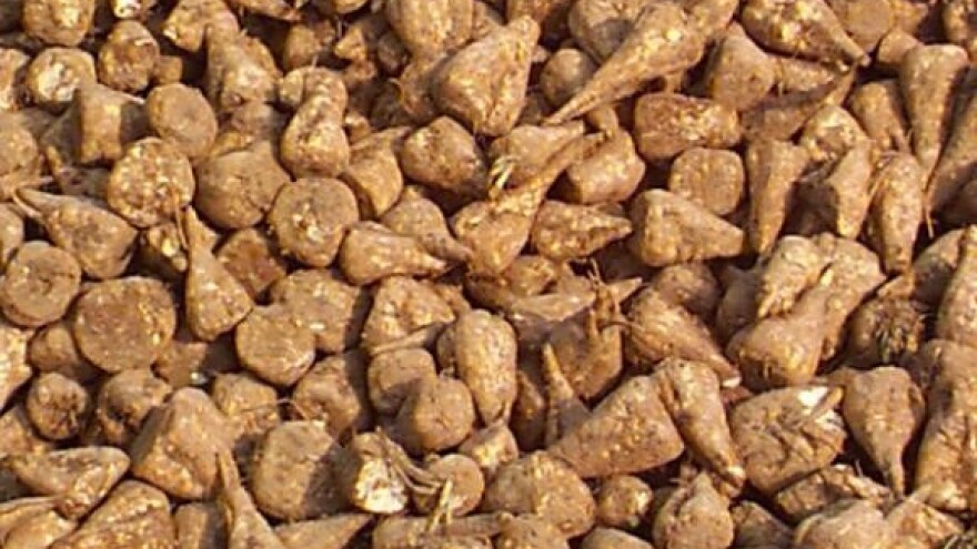 Završava kampanja šećerne repe