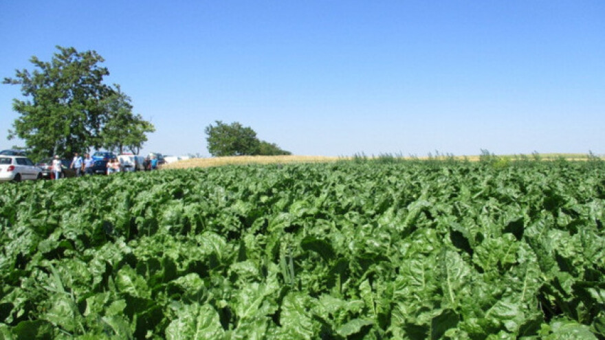 Šećerna repa još uvek odoleva suši