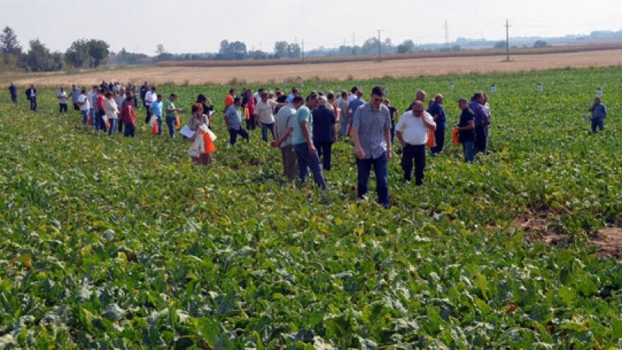 Dan polja šećerne repe u Sladorani