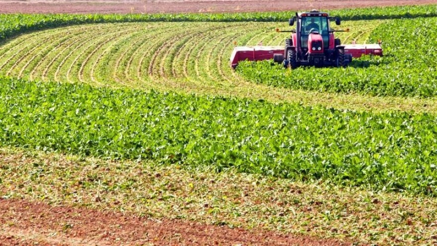 Prošlogodišnje iskustvo smanjuje hektare pod repom