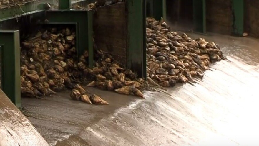 Digestija spasila proizvođače šećerne repe!