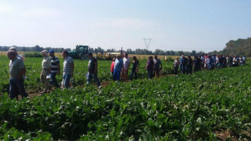 Priprema se ukidanje kvota za šećer