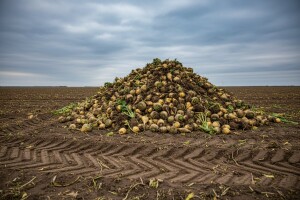 Šećerni rat Srbije i Hrvatske okončan gubitkom 15 mil. eura