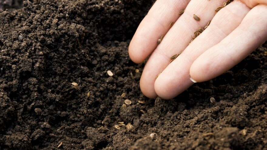 Kako sačuvati sjeme povrća do proljeća?