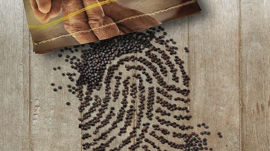 DEKALB saveti za uspešnu setvu uljane repice