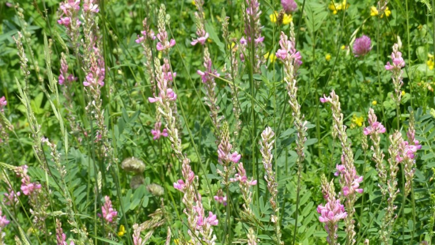 Slatka detelina - od setve do načina iskorišćavanja