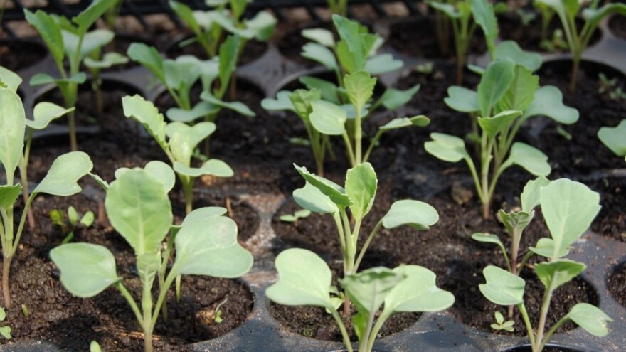 Ekološkim preparatima do zdravih sadnica