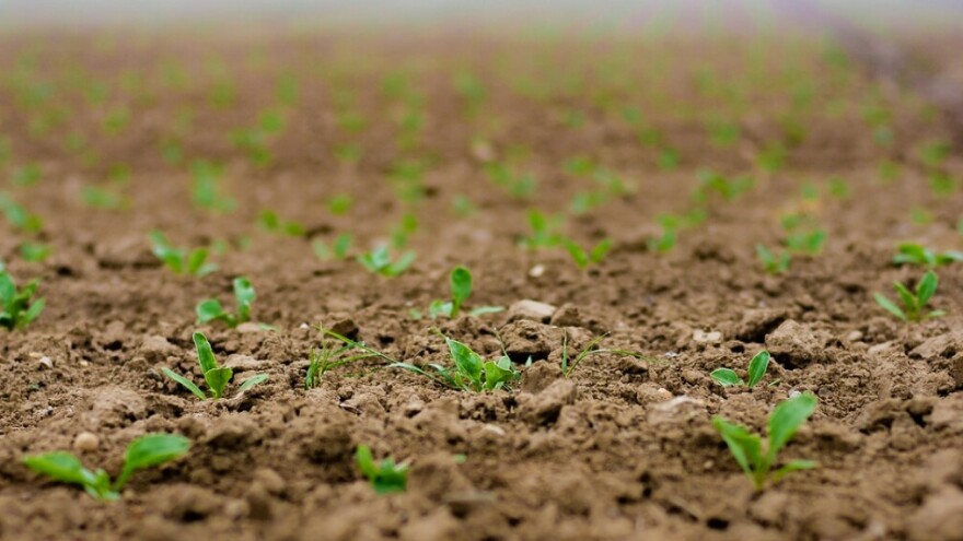 Dopuna Pravilnika o upisu sorti u Sortnu listu