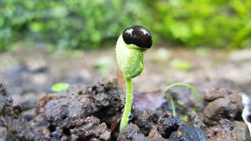 Sjeme je jedan od najvrijednijih resursa današnjice