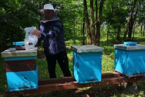 Moguće ugibanje pčelinjih zajednica od gladi - prihranite ih