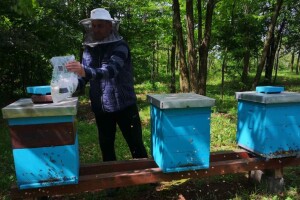 Moguće ugibanje pčelinjih zajednica od gladi - prihranite ih