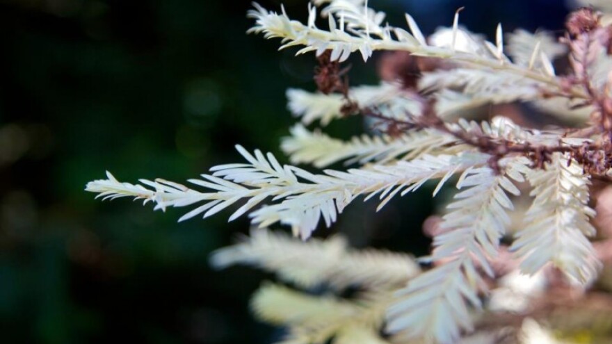 Nevjerojatna prilagodba na klimatske promjene