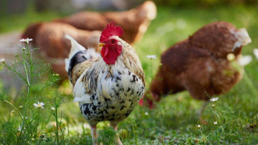 Rasprodaja sela: uz zemlju daju kuću gratis