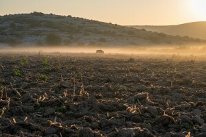 Seljaci sade, divlje svinje se goste