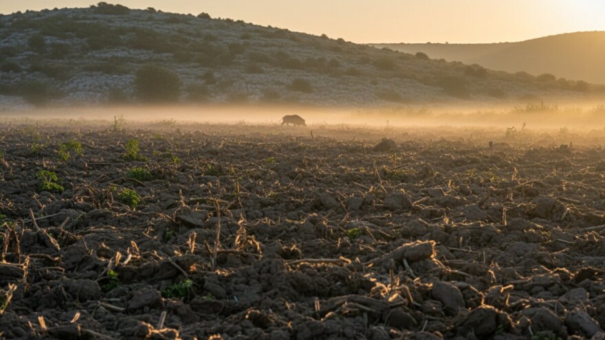 Seljaci sade, divlje svinje se goste