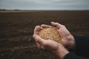 Seljaci siju tavanušu