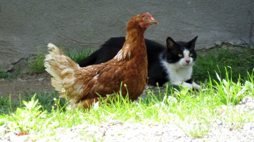 Slijedi svježiji i hladniji period, zašto pratiti mačku?