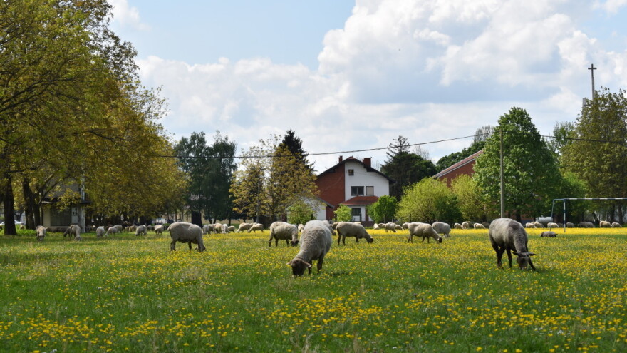 Što je u maju kiše, to je na jesen prinosa više?