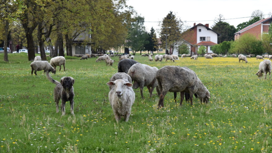 Do 2030. više domaće svinjetine, govedine i janjetine? Doneseni novi stočarski programi