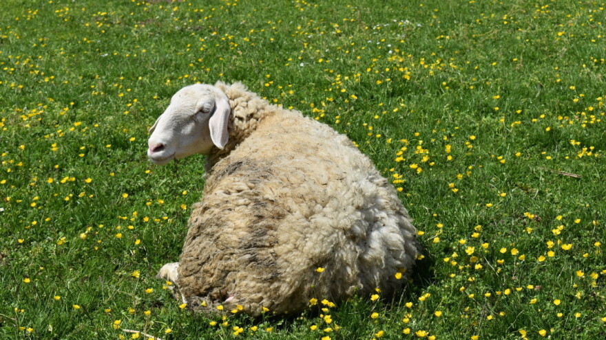Tamo gdje ovca legne - tu kuću gradi