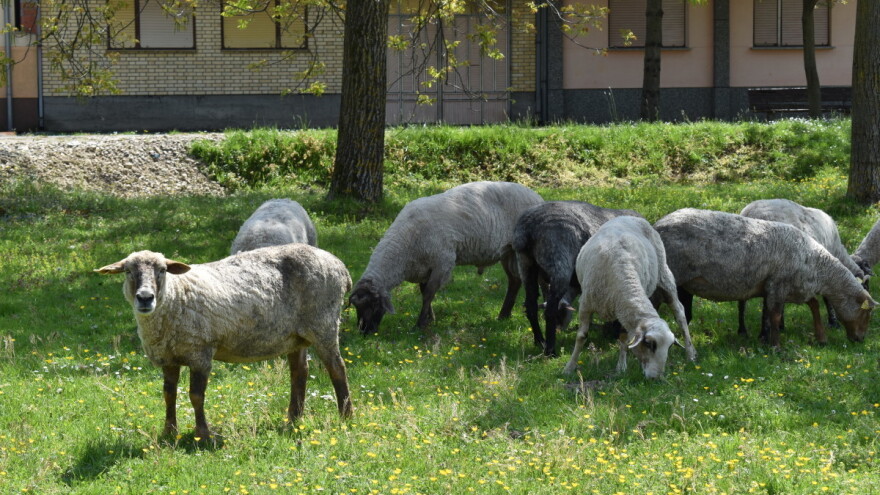 Prvi Dani hrvatskog stočarstva idući tjedan u Osijeku